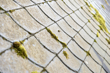 Obraz premium green moss on grey slated roof