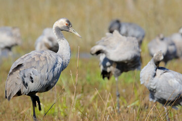Obraz na płótnie Canvas Common or eurasian crane. Flock of birds in spring swamp. grus grus