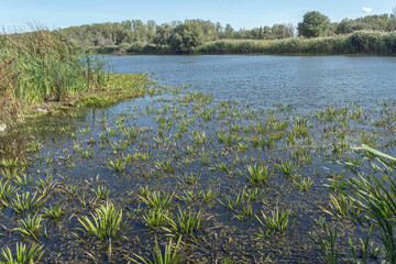  aquatic plant Water-soldier or water pineapple (Stratiotes aloides)