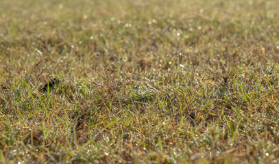 Green grass with dewdrops at sunrise. Soft focusю  Orlovka village, Reni raion, Odessa oblast