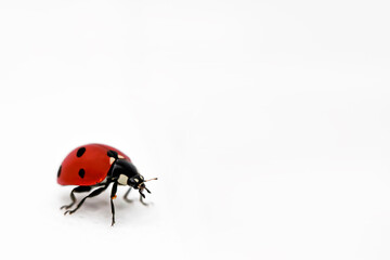 Ladybug on a white background. Close-up. White background. Isolate