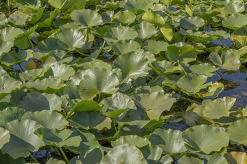 Lake completely overgrown aquatic flowering plant European white water lily (Nymphaea alba). Close-up