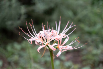 ヒガンバナ（Lycoris radiata）／珍しいピンクの曼珠沙華