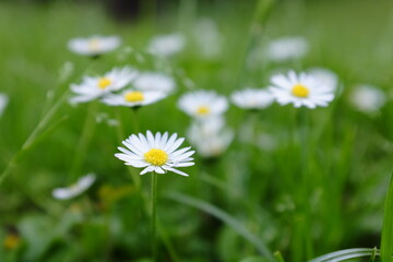 Fototapeta premium daisy in the grass