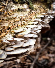 Mushrooms covering the trunk of a fallen treen in autumn