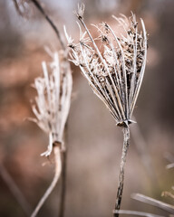Fototapeta premium Dried field plants in winter vintage background