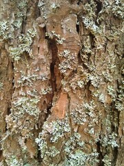 bark of a tree texture