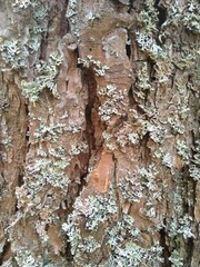 bark of a tree texture
