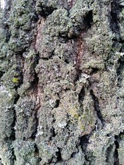 bark of a tree texture