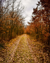 Obraz premium Footpath leading into the autumn forest