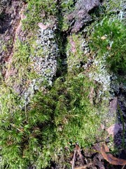 moss on tree