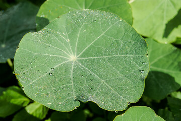 Garden Nasturtium (Tropaeolum majus) in garden