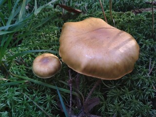 mushroom in the grass