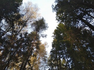 trees and sky