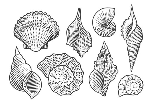 Set of seashell line vector drawings. 