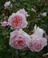 pink rose with drops