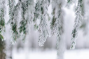 Frozen in frost and snow spruce branch