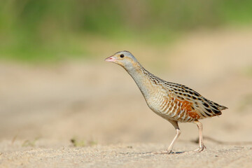 Corn crake. Bird in spring. Crex crex 