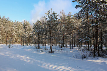 Beautiful winter pine forest on a sunny day. Hare footprints in the snow.