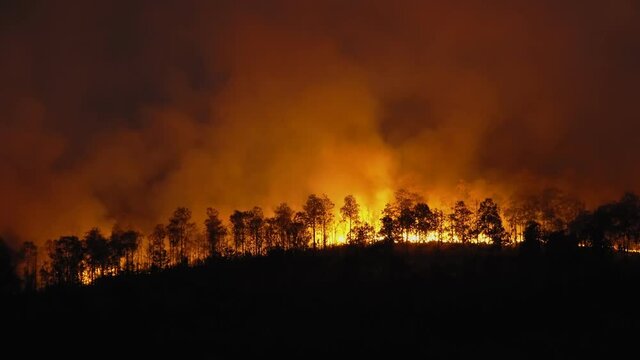 Forest fire disaster is burning caused by human