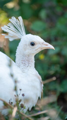 close up of a white peacock