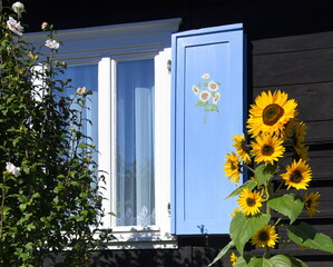 Leuchtende Sonnenblumen neben hellblauen Fensterläden an einem historischen Holzhaus im Spreewald