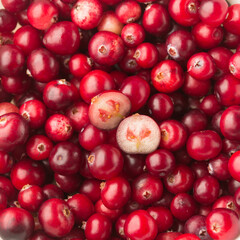 Cranberries, wild berries. Cranberry background. Wild berry of cranberries.