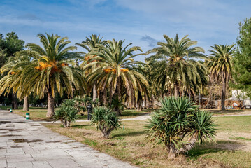 Obraz na płótnie Canvas Canary Island Date Palm (Phoenix canariensis) in park, Abkhazia