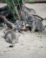 Obraz premium Pallas's cat (Otocolobus manul). Manul is living in the grasslands and montane steppes of Central Asia. Little cute baby manul. Learning process. Small wild kitten. First step