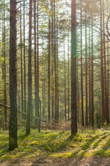 Obraz premium autumn forest in the morning. The sun's rays break through the trees. Pine forest and green moss, sunlight shining through the forest