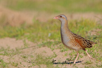 Corn crake. Bird in spring. Crex crex 