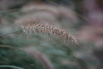 flower in the garden