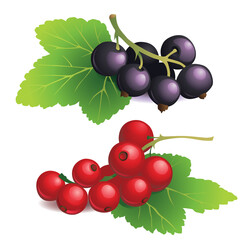 Clasters of black and red currants