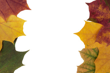 Beautiful frame of maple autumn leaves in different colors on a white background