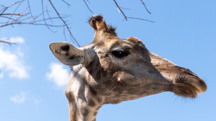 Obraz premium close up of giraffe head