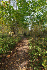 Autumn forest nature. Bright sunny day in the forest. Nature landscape with sunlight. Forest near Moscow.