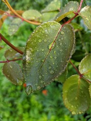 morning dew on a leaf