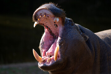 pygmy hippo with open mouth