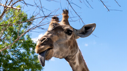 portrait of a giraffe, a giraffe shows its tongue