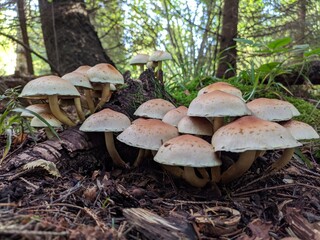 mushrooms grow in the forest