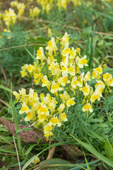 Yellow meadow flowers