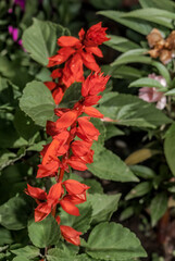 Scarlet Sage (Salvia splendens) in park