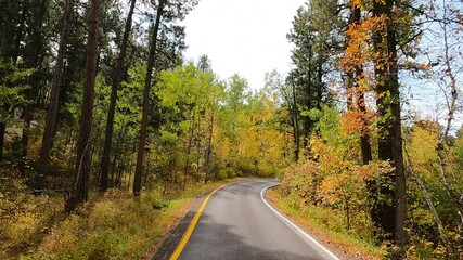 Autumn trees drive Custer State Park South Dakota POV 4K. Black Hills of South Dakota. Mountain, valley, landscape scenic discovery. State Park with wildlife, lakes, campgrounds and picnic areas.