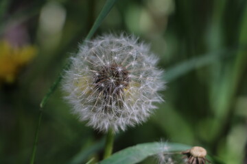 Seed of Dandelion Flower, Wasatch Range, Utah