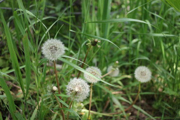 Seed of Dandelion Flower, Wasatch Range, Utah