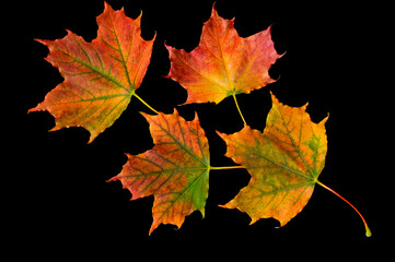 Naklejka na ściany i meble Bouquet of colorful bright autumn maple leaves on black isolated background close up