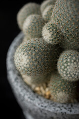 Cactus Background