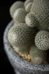 Cactus Background