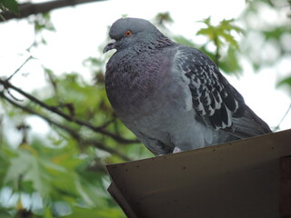 pigeon on the tree