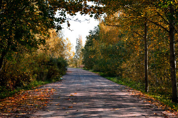 autumn in the park